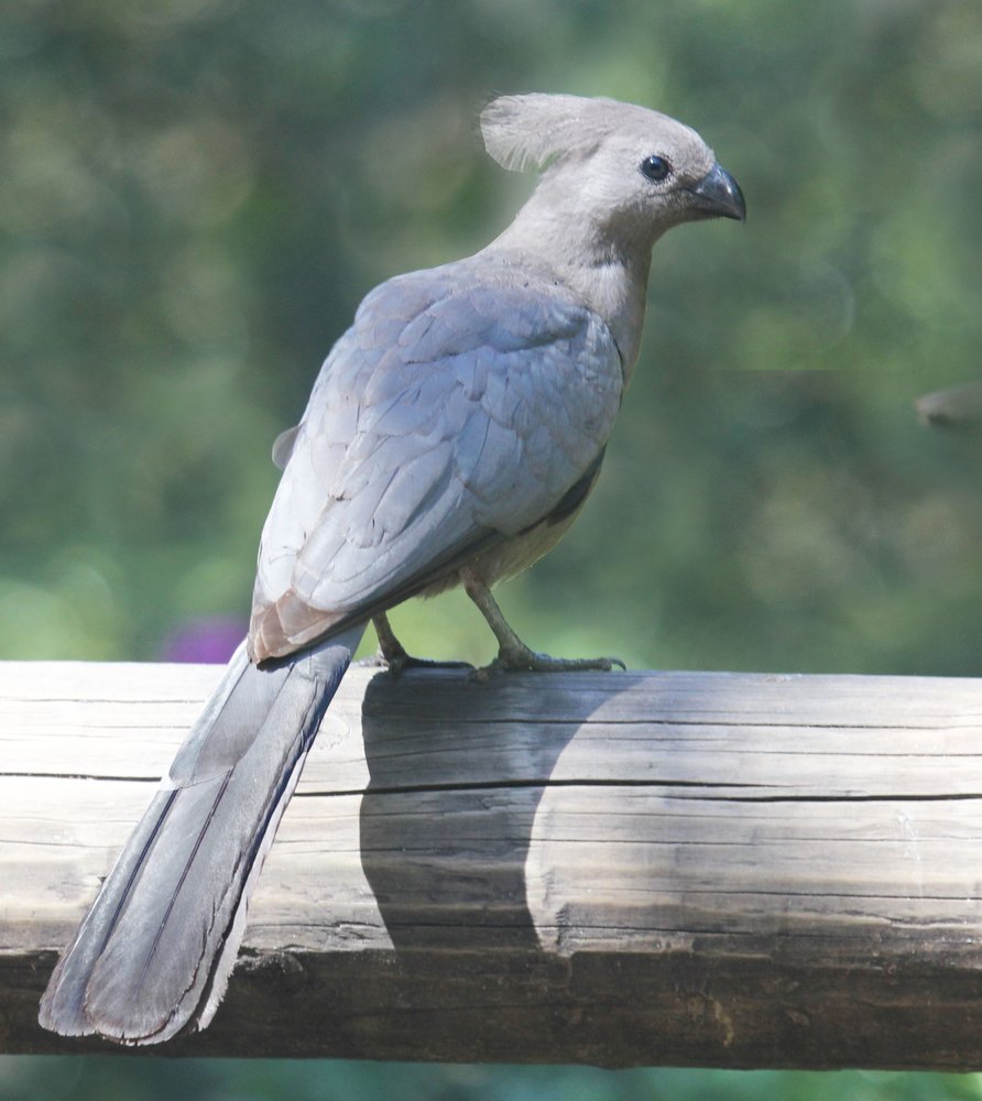 Grey Lourie (Mokwenete), the bird that symbolises the Molekwa Community
