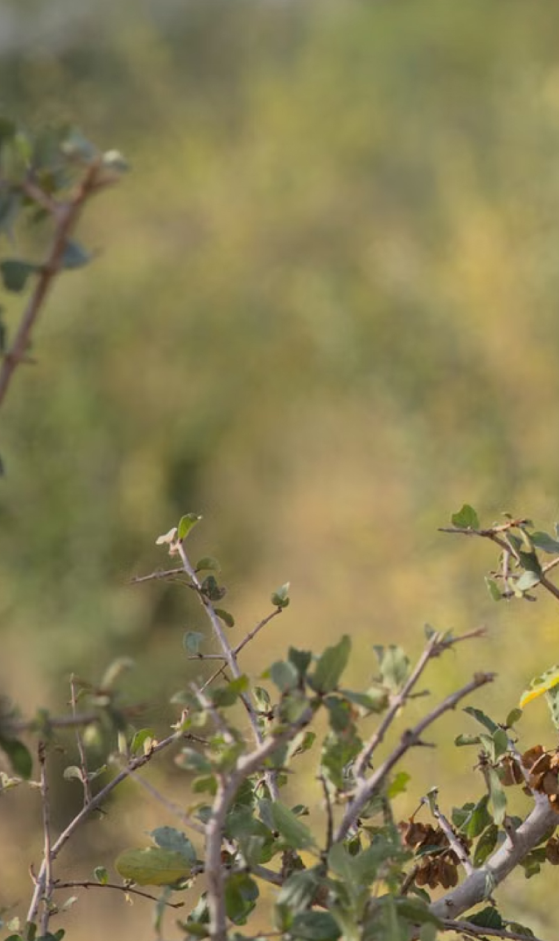 Waterberg bushveld landscape, Molekwa Community land