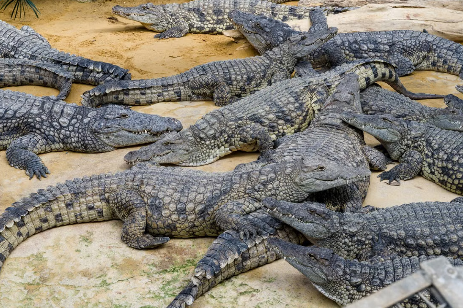 Existing crocodile farming operation on Molekwa Community land