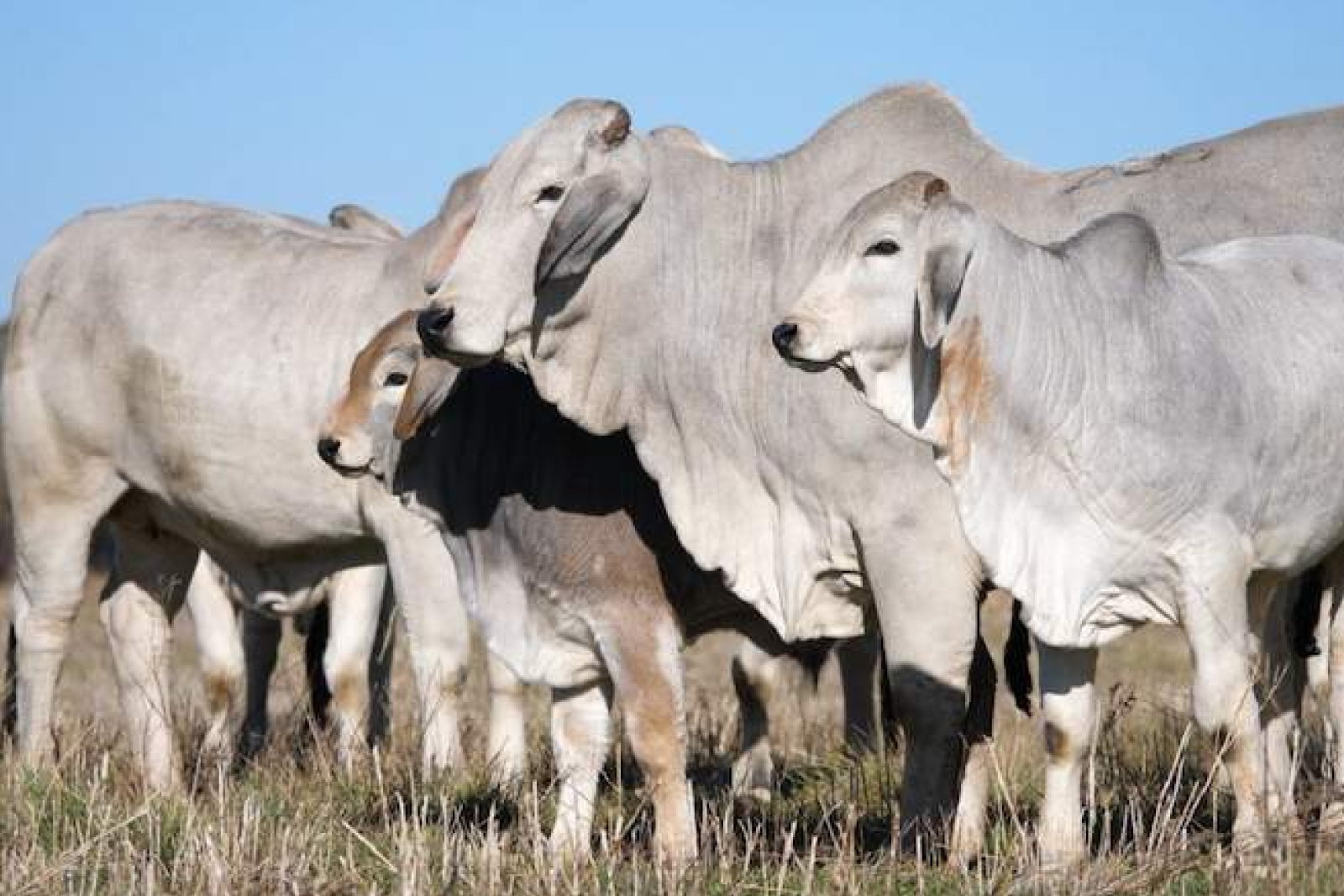 Cattle farming on Molekwa Community land