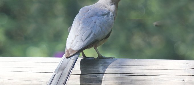 Grey Lourie (Mokwenete) bird, symbol of the Molekwa Community