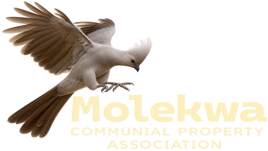 Molekwa CPA Logo (placeholder — to be replaced with official logo)